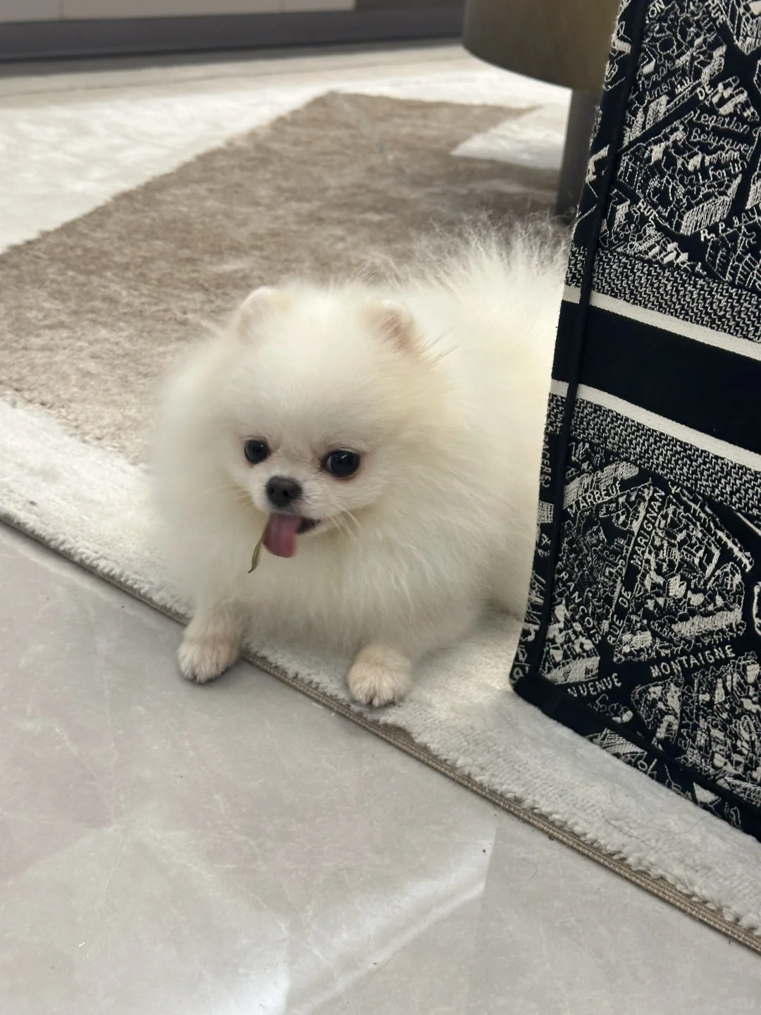 进来看小狗吃叶子