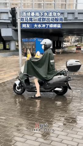 暴雨刚停，广东街头惊悚一幕！女子骑电动车等红灯，突然脚趾缝发痒！低头一看——肥蟑