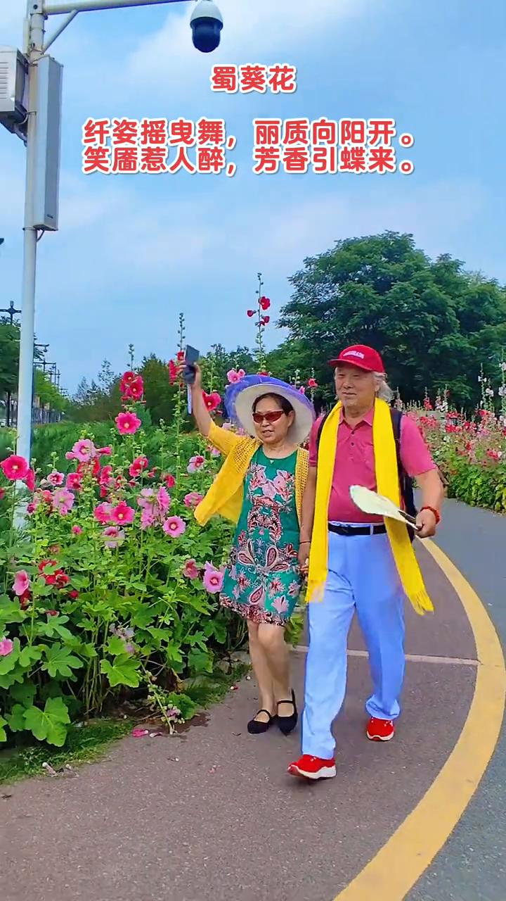 蜀葵花。
纤姿摇曳舞，丽质向阳开。笑靥惹人醉，芳香引蝶来。