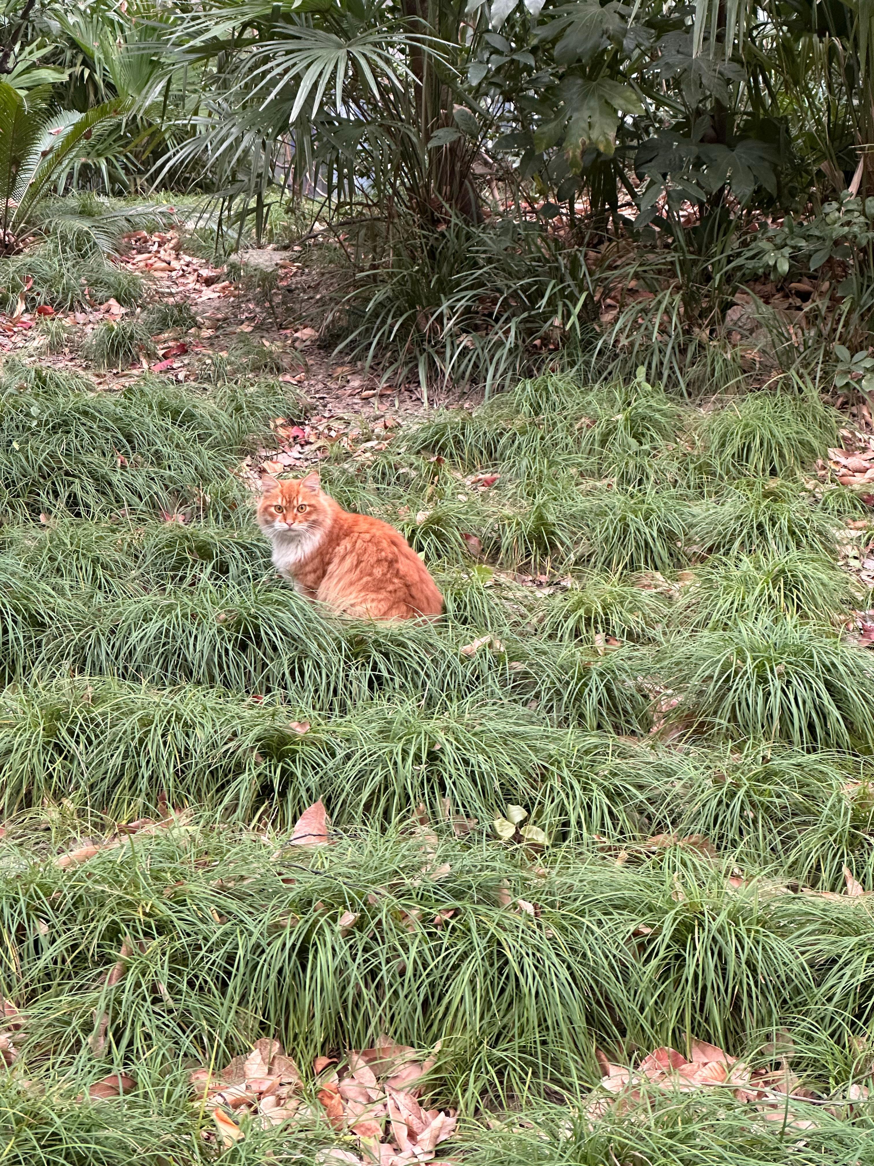 公司楼下的小喵，有没有种丛林狮王的赶脚