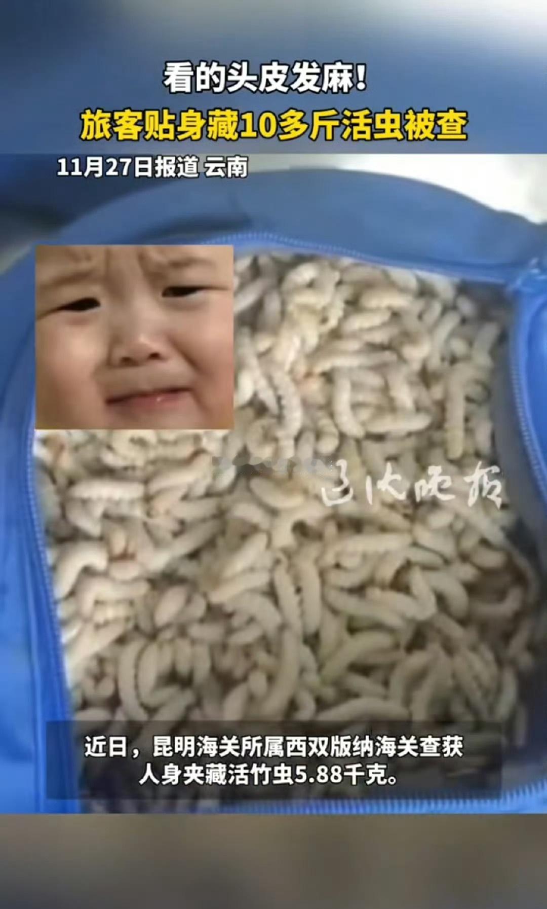 女子裤子内藏2斤多活虫入境[酷拽][酷拽]境外活虫可能携带本土无免疫的病菌或寄生