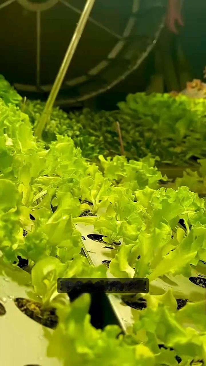 圆筒无土种菜。
你敢信吗？现在种菜竟然连土地都不用，只要把蔬菜放进这种旋转圆筒，