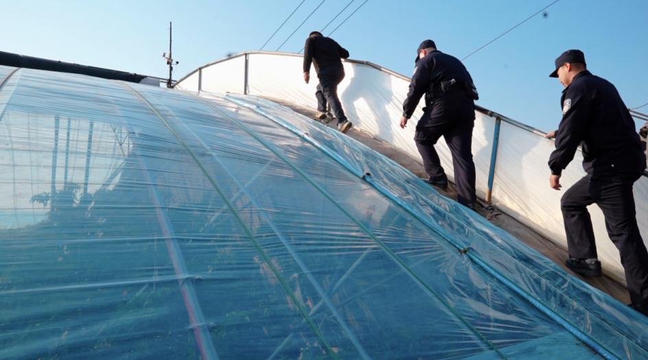 大棚里面有“警”色，他们守护樱桃园的幸福年