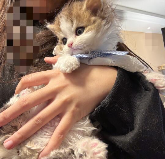 拜见金白公主