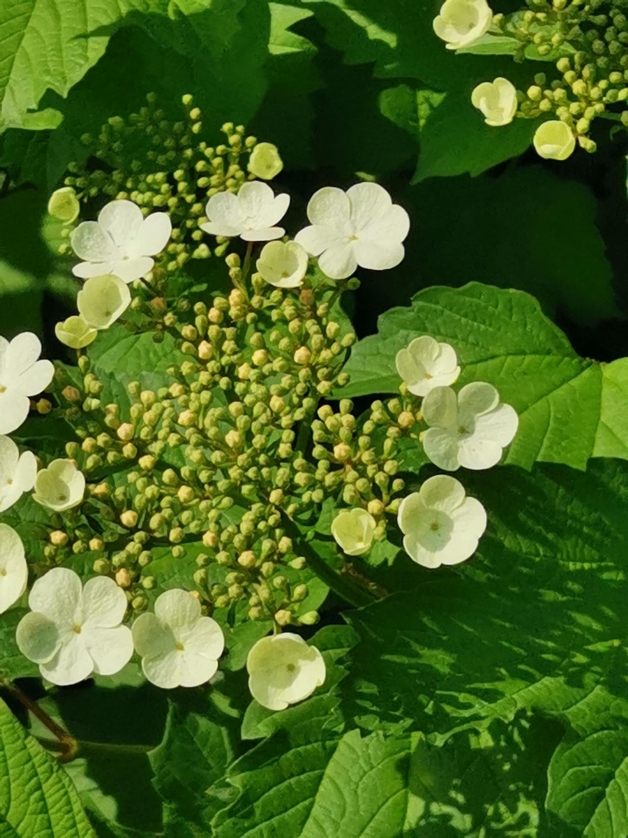 分享一张随手拍的花。实际上，自己的周边就有许多的美景，需要你用眼睛去发现。