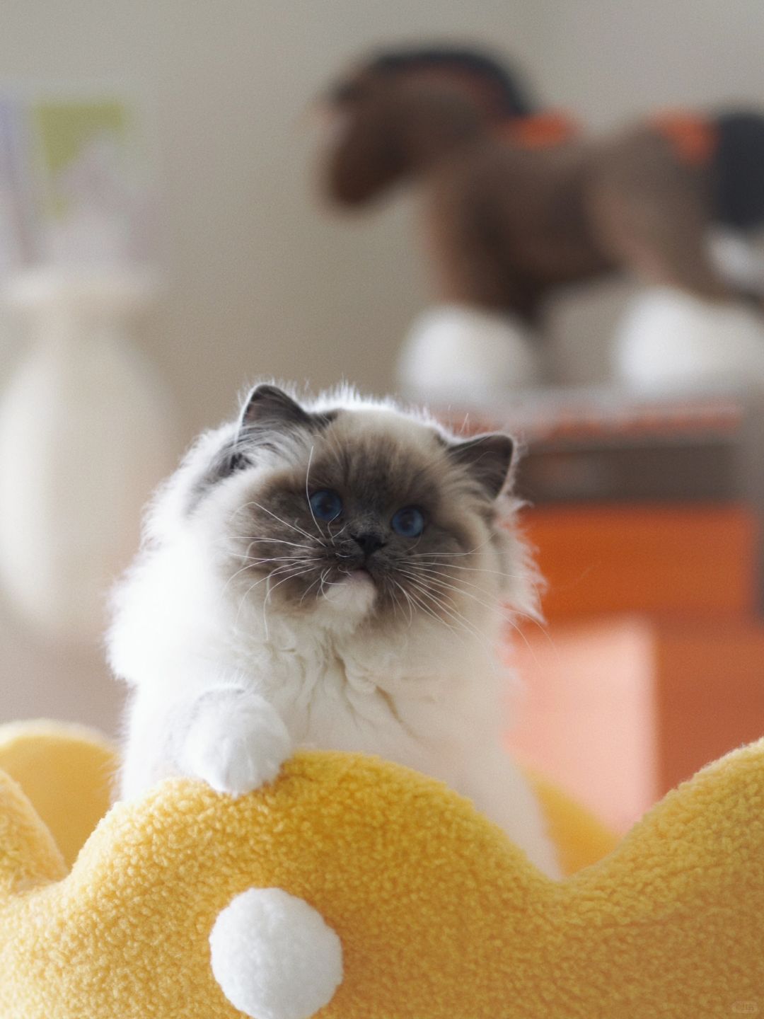 KERR布偶猫｜猫舍最可爱的一只芝麻糊❤️