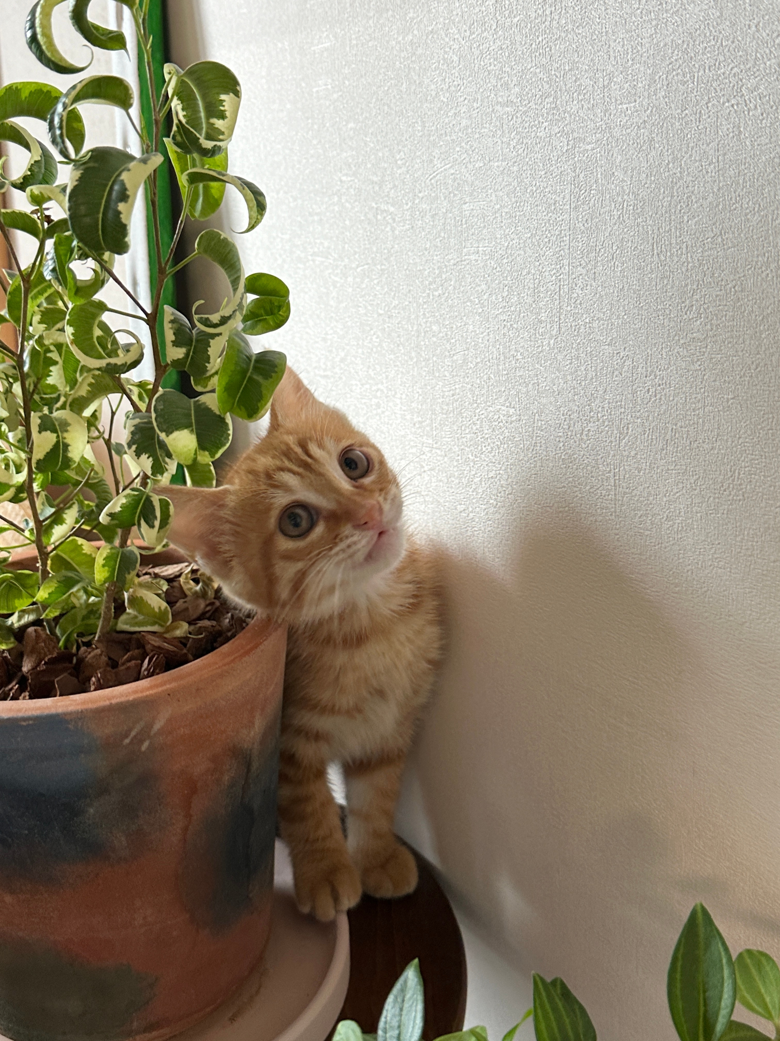 重新拍了一组照片 这回漂亮了吧免费领养2个月小奶猫 小猫体检了没有猫瘟没有寄生虫