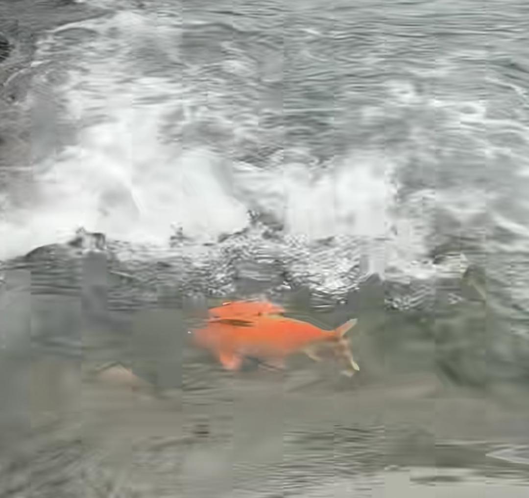 苏州地区新婚俗“两家并一家”，会在全国流行吗？


苏州地区“两家并一家”的新婚