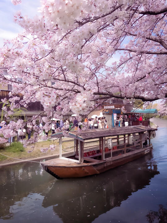 日本樱花路线｜7天6晚，日期3.25-4.25出发