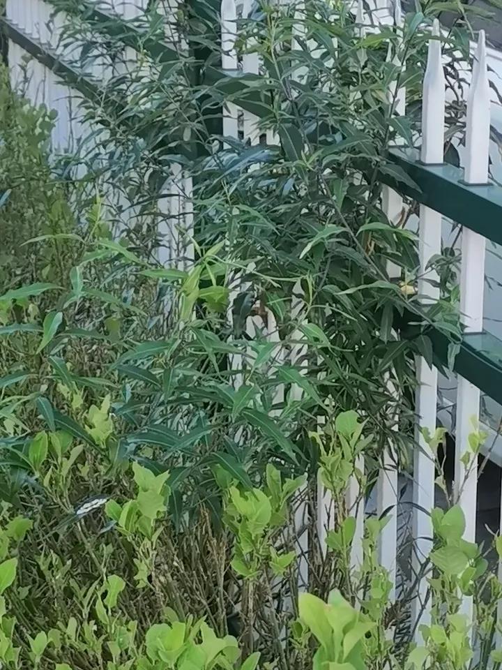 本地常见植物，名字叫做“秧咯绦”。
灌木类植物。丛生。叶呈条状，新生枝条呈红色，
