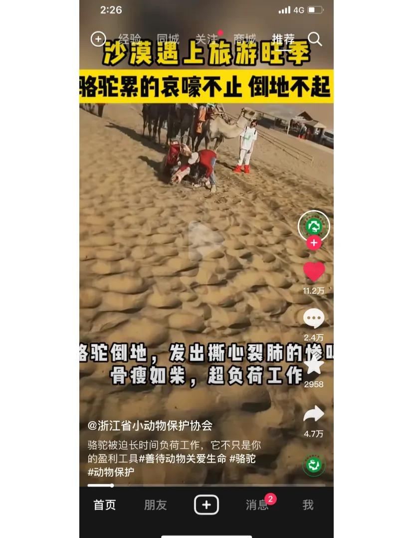 甘肃月牙泉骆驼
我真的哭死，现在旅游旺季，每天有3万多的游客，而骆驼只有1000