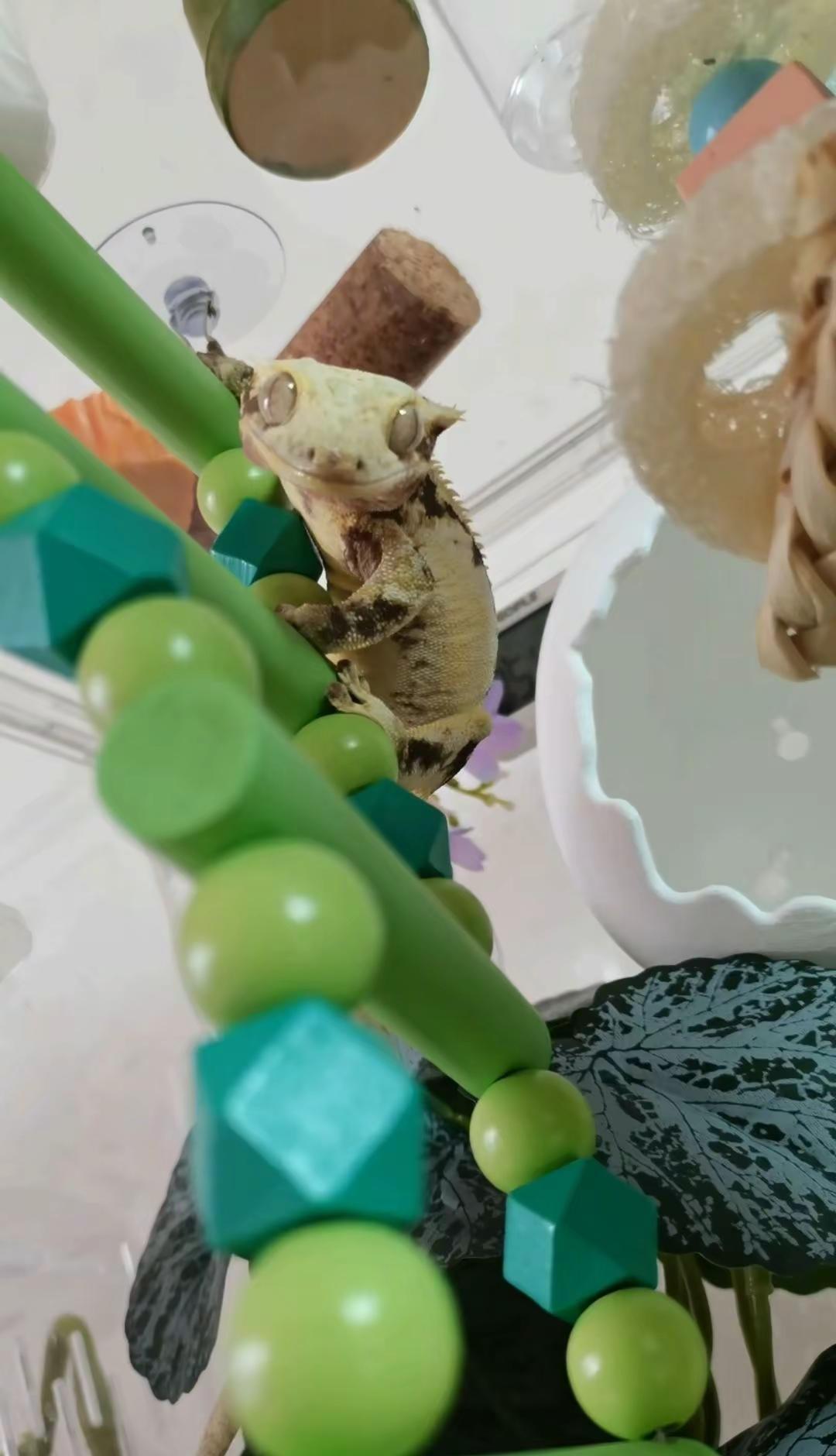 它在对我笑哎 萌死我了 啊啊啊啊啊～世界上怎么可以有小睫这种萌物 ₍^˶ ╸𖥦
