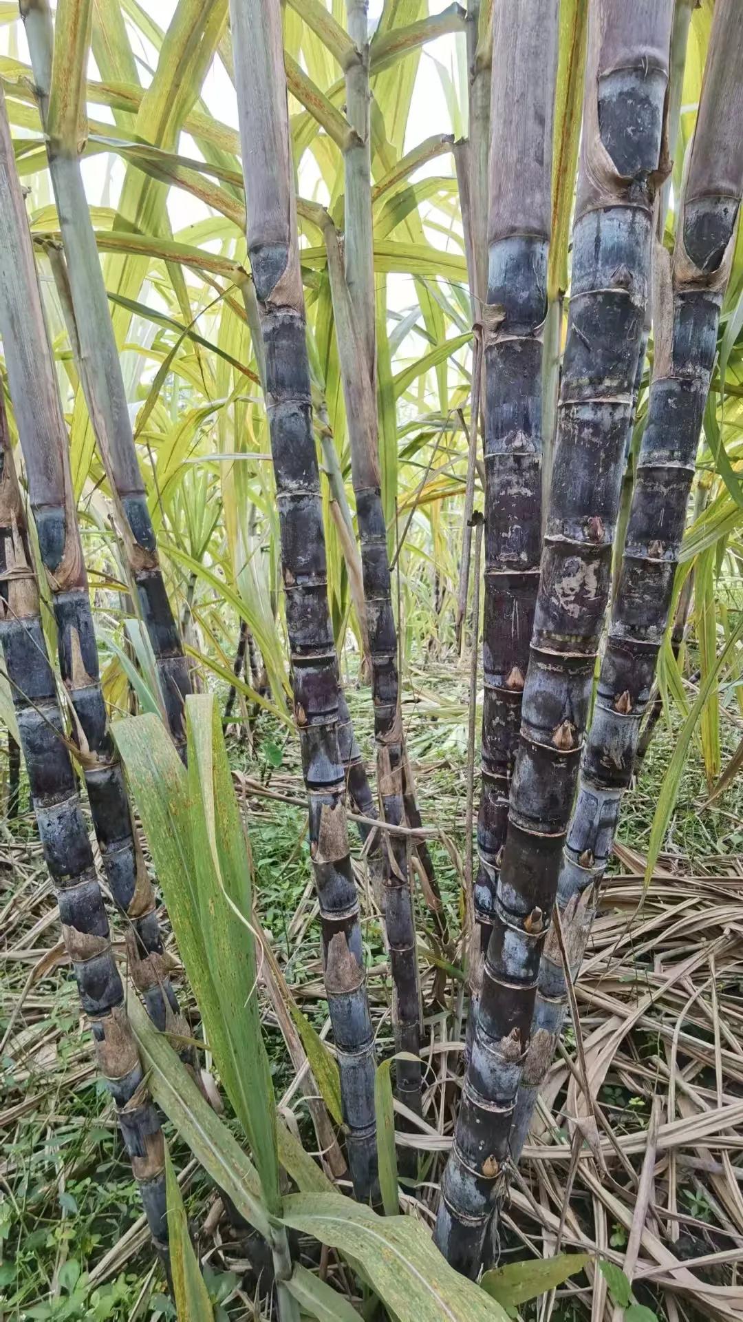 女儿流感好了后一直干咳，
孩子小也不敢给她吃太多药，
同事说是让我试试甘蔗煮水喝