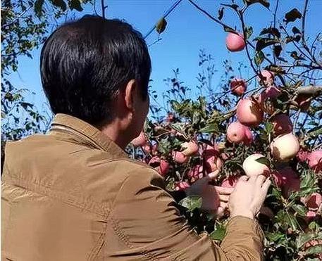 山东淄博，男子家果园被征收，获得40多万补偿款，钱全打到母亲卡里，不料，母亲让2