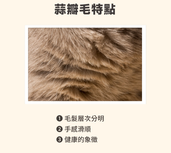 比标准还标准的蒜瓣毛 