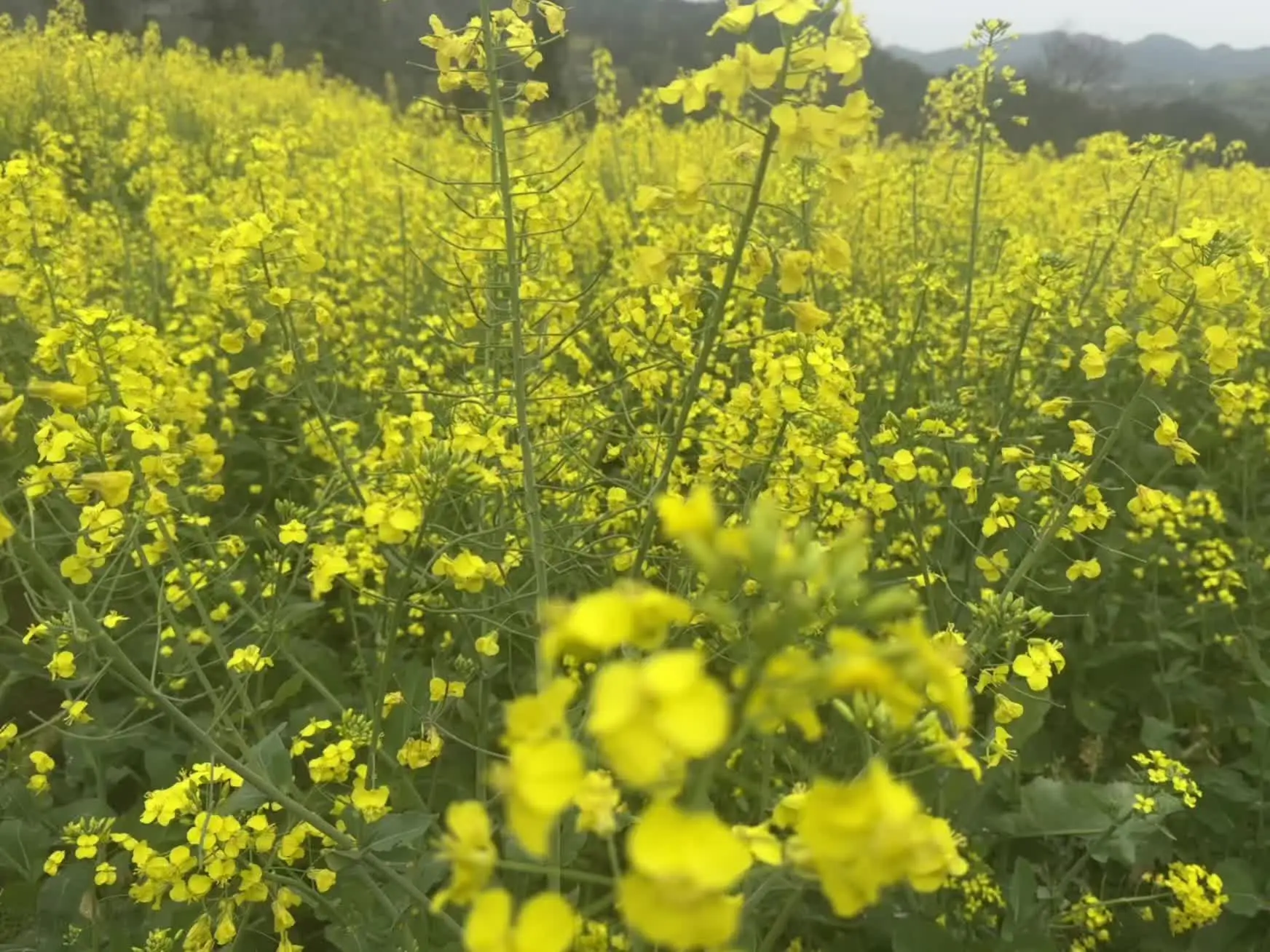 一花一鸟语 岁月静好情