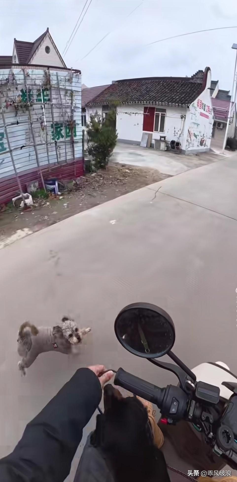 一户人家住在路边，养了一只泰迪，十分嚣张。不管谁经过这段路，它都龇牙咧嘴地跟着狂