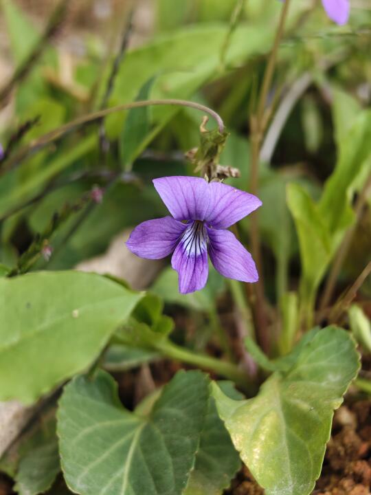 紫花地丁💜