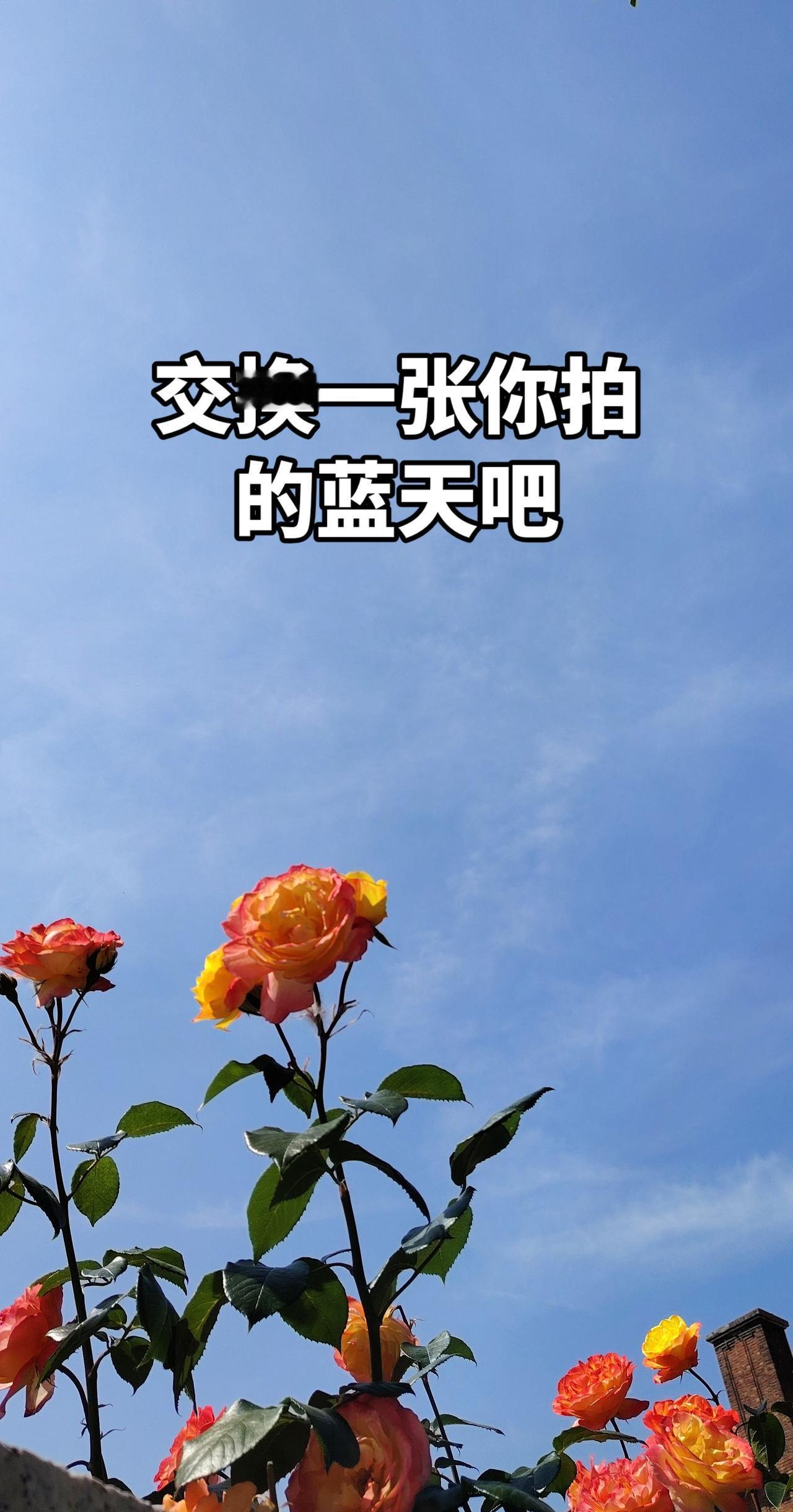 我评论了@11jdjdhdsjsjjs 的作品：
花与蓝天交织在一起感觉怎样？又