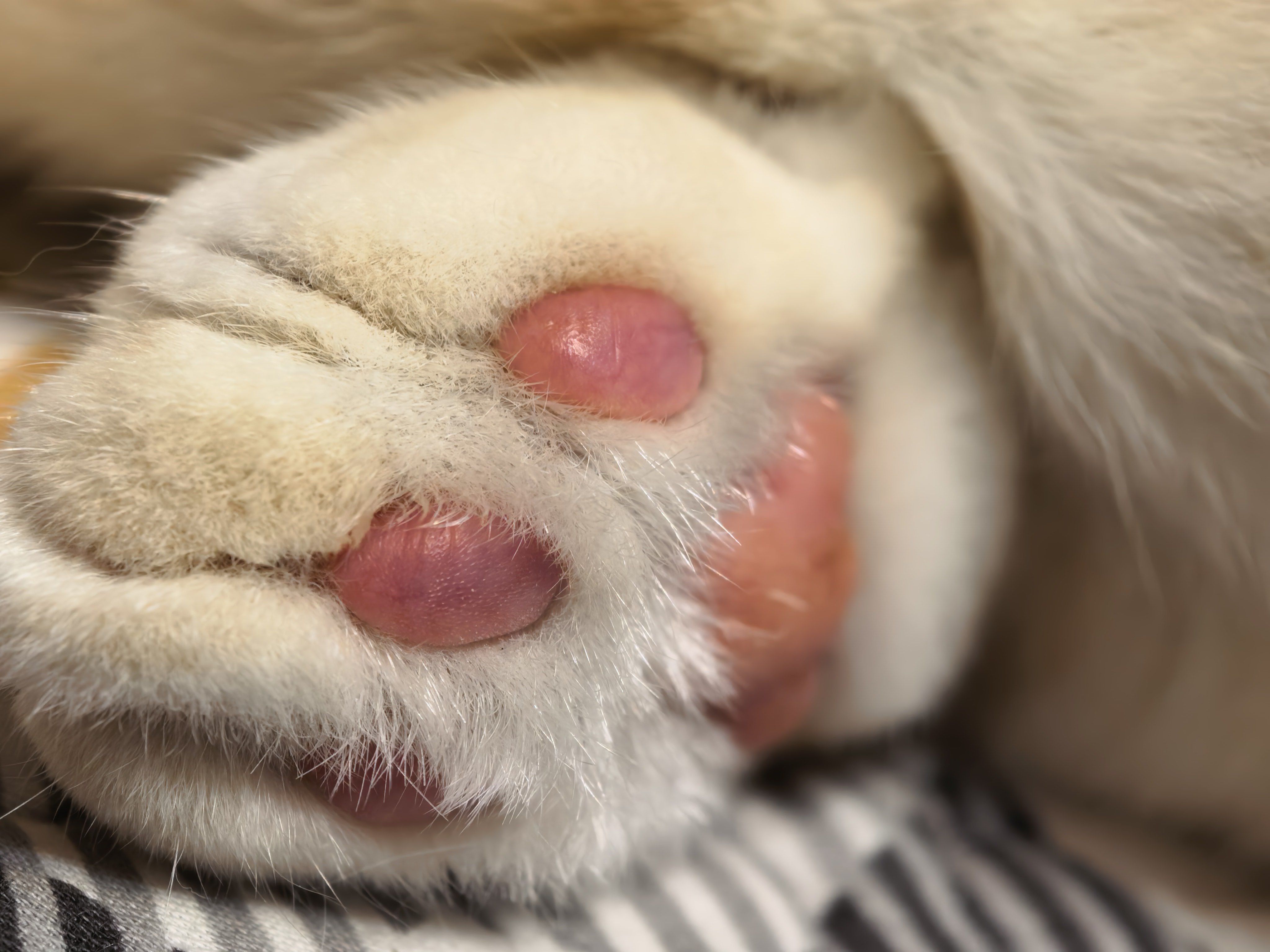 四脚兽一到夏天就热得难受比我还依赖空调