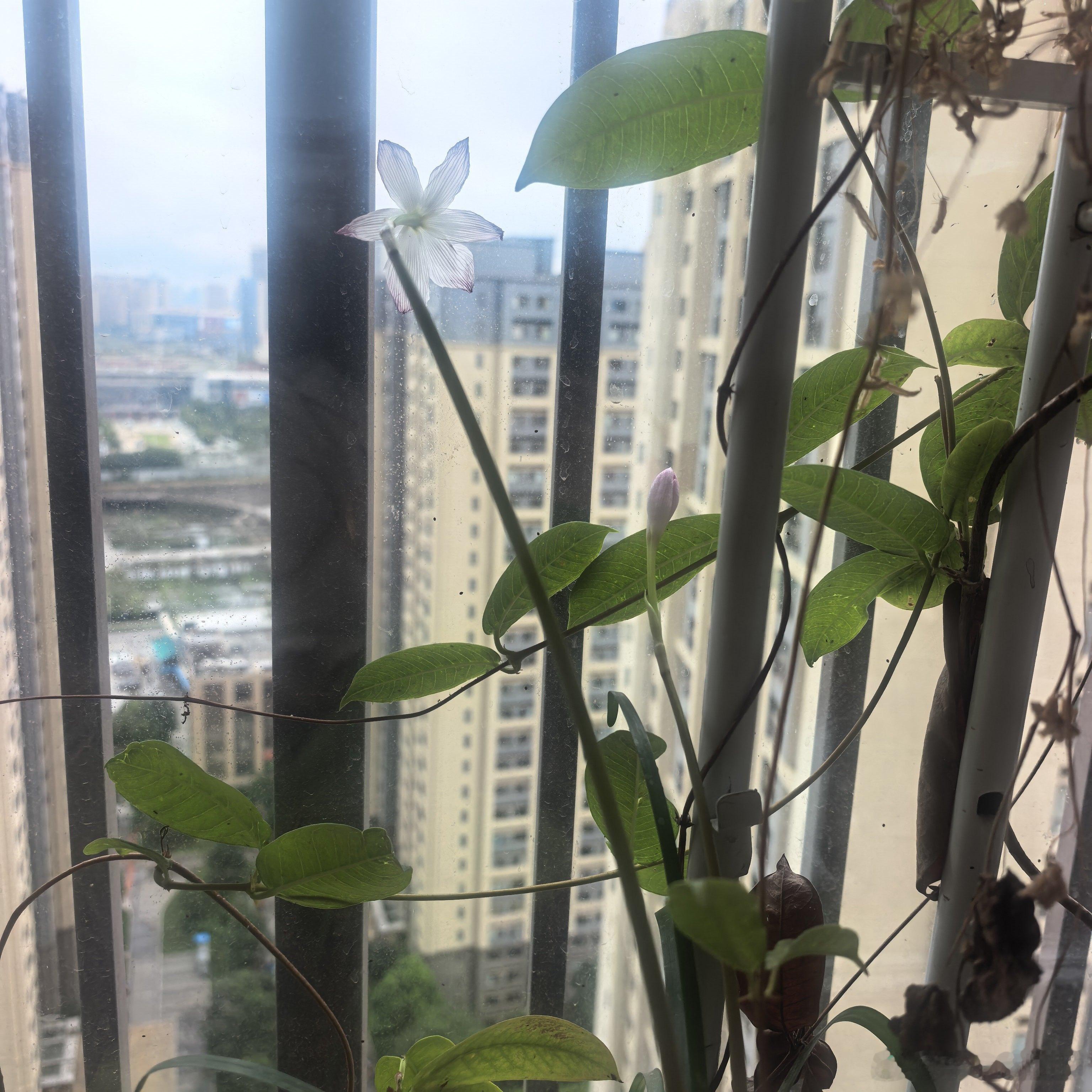 这盆风雨兰从一棵养到它又生出一堆崽，也只有一个崽今年开了花。 