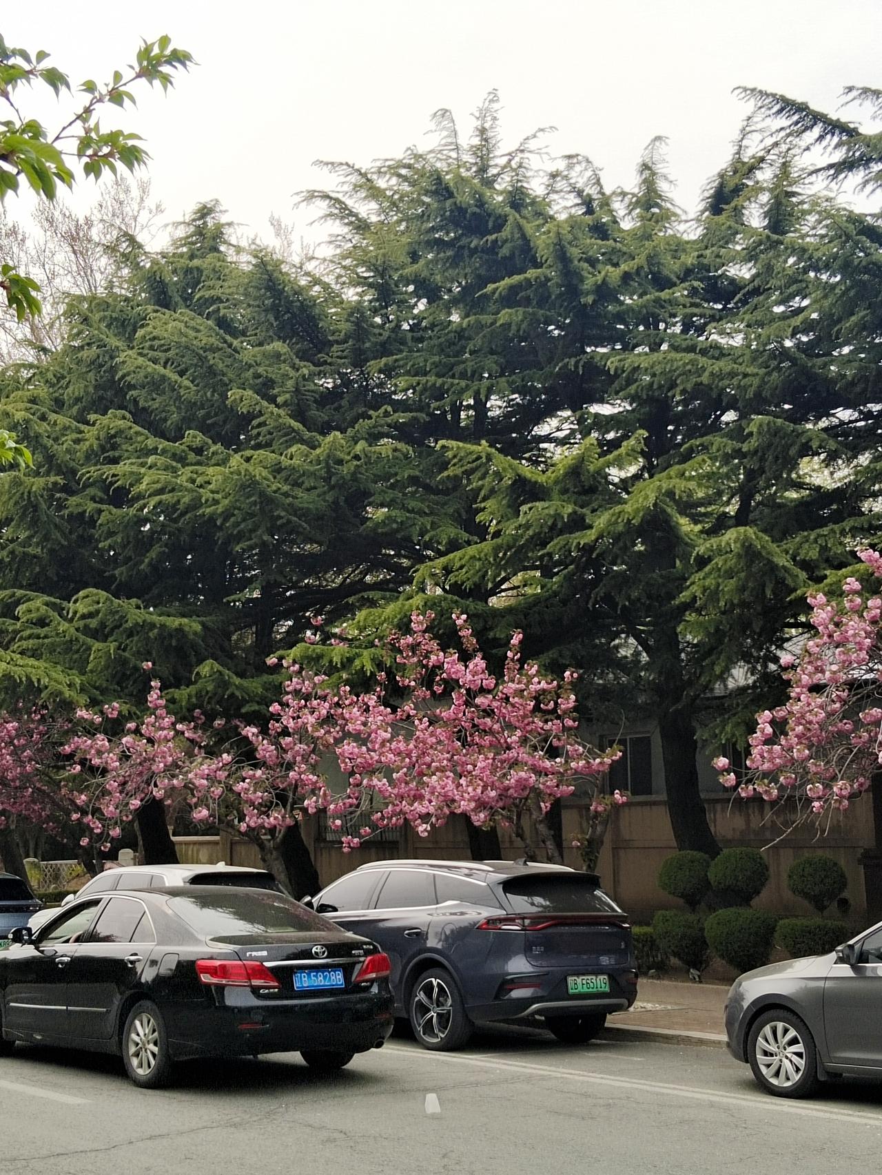 随拍公园花草树木