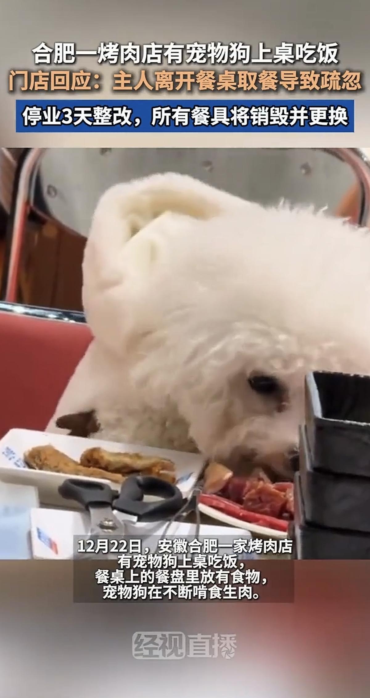 令人作呕！宠物狗竟然上餐桌吃肉，这家烤肉店的其他食客还能吃得下去吗？

类似的事