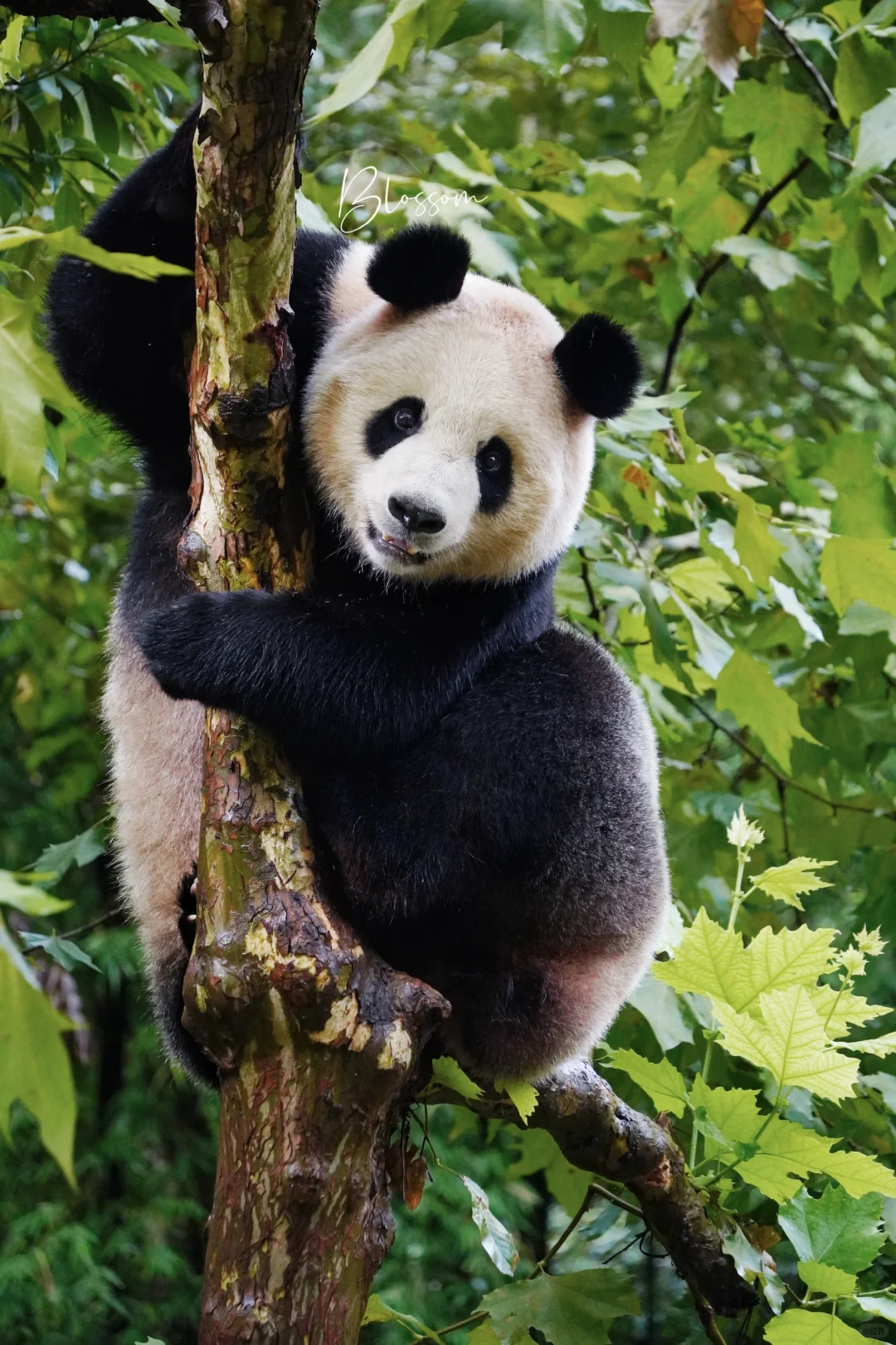 240831 可爱的小🌰小七