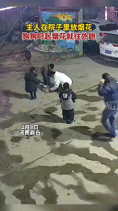果然狗狗才是人类最忠诚的朋友！河南商丘，主人在家里放烟花，家里的狗狗也在旁边好奇