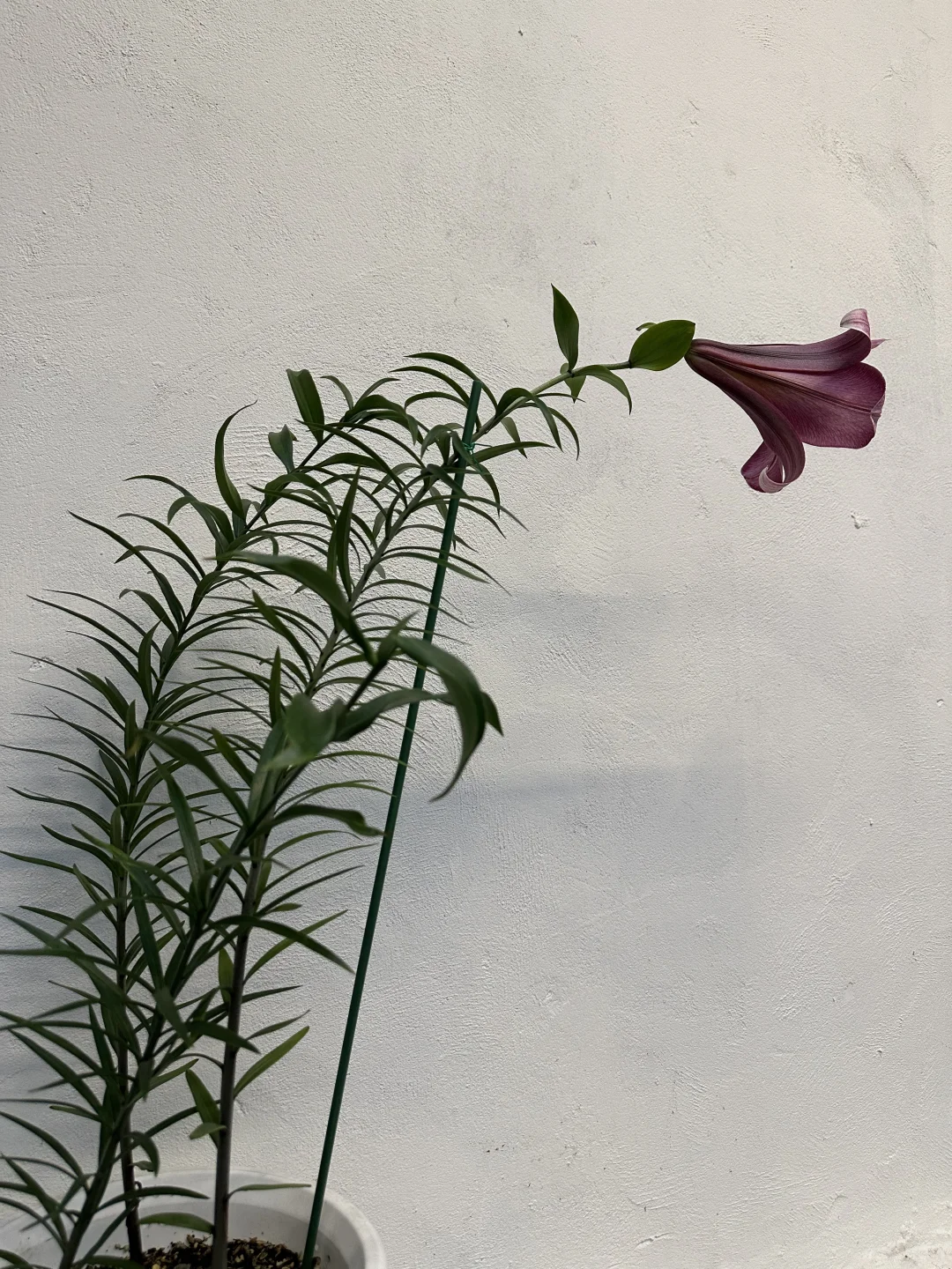 庭院喇叭百合“粉色完美”开了一朵