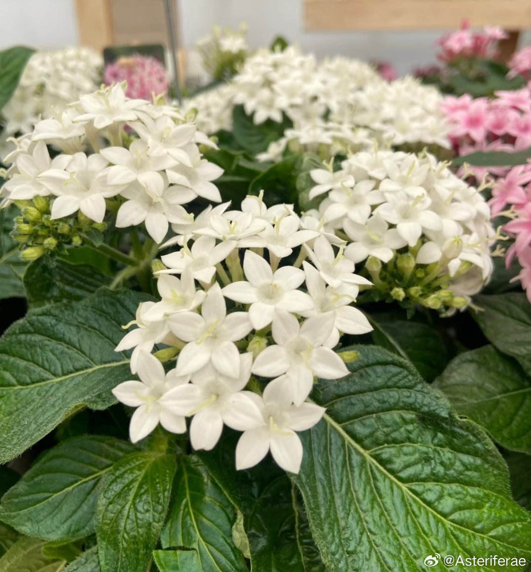 ～365植物心语～ 🌿✨📅 0️⃣8️⃣月0️⃣1️⃣日今日植物：繁星花（五