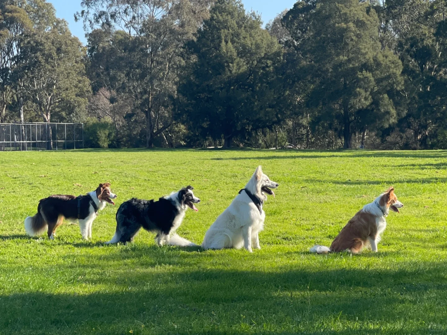 牧羊犬集合