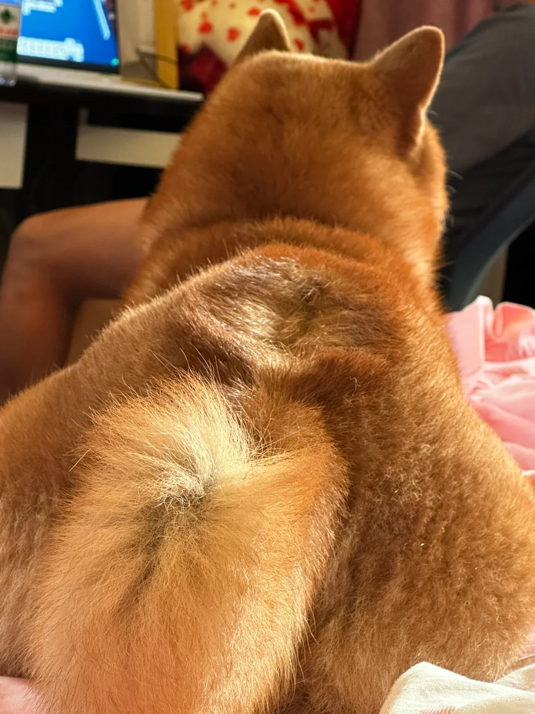 发光小面包