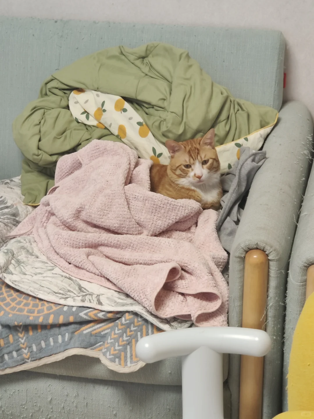 我的猫每天都像在坐月子