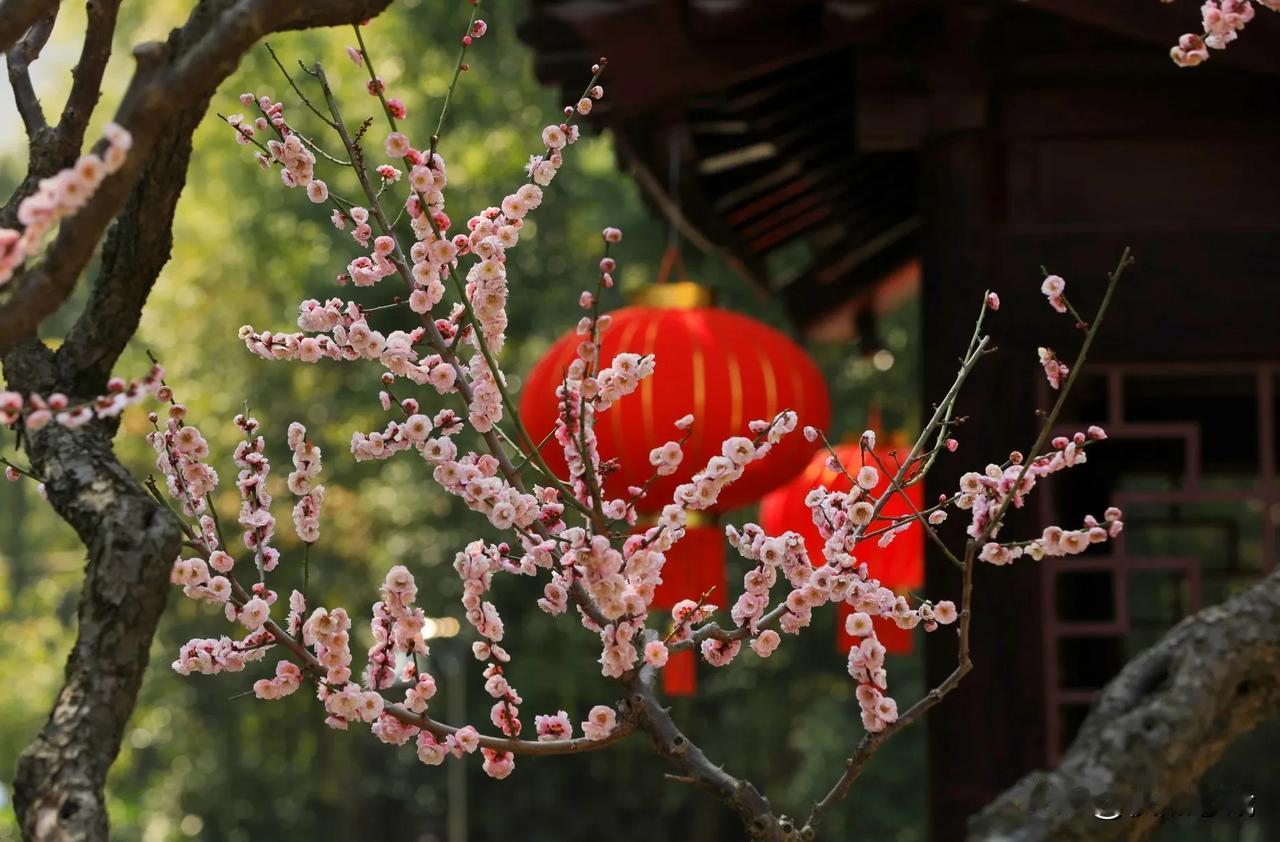 以为莘庄梅园已经是拍摄梅花的最佳之地了，去了莘庄公园才知道，原来这里更适合拍摄[