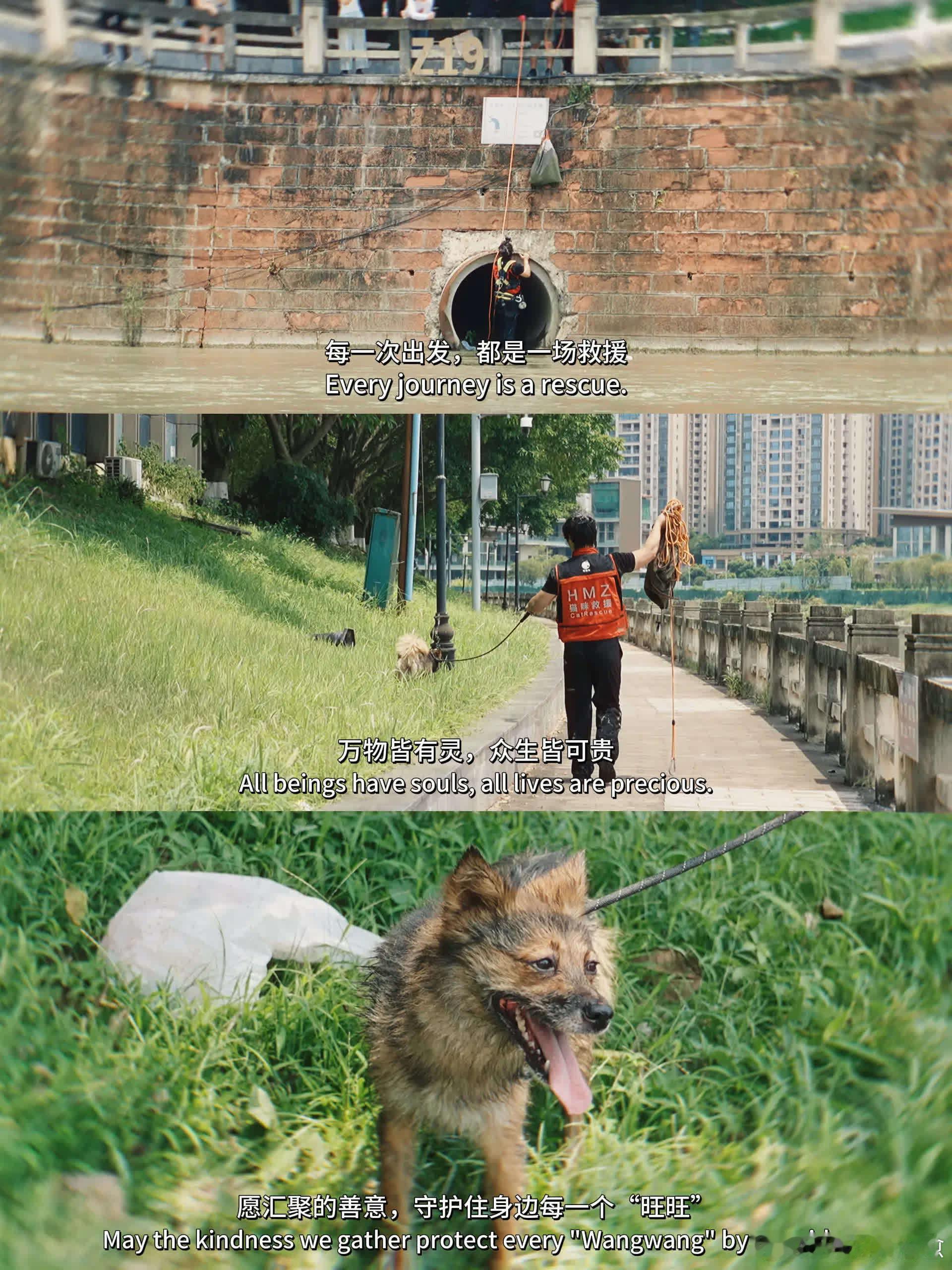 愿汇聚的善意，守护住身边每一个“旺旺”。萌宠宠物