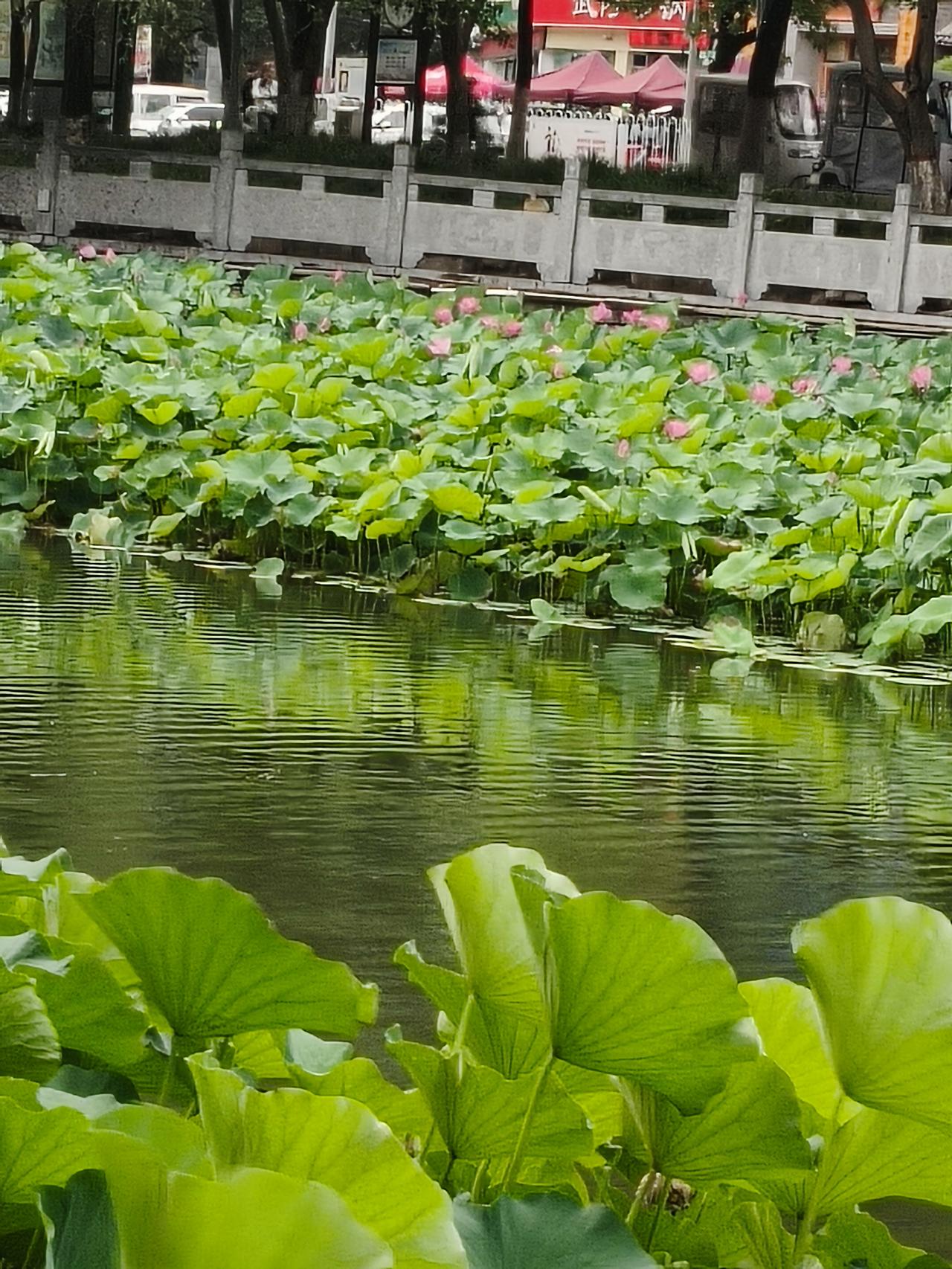 我超爱甜粽子！甜粽子就像生活里的小确幸，给我带来满满的幸福感。就拿红枣粽来说，糯