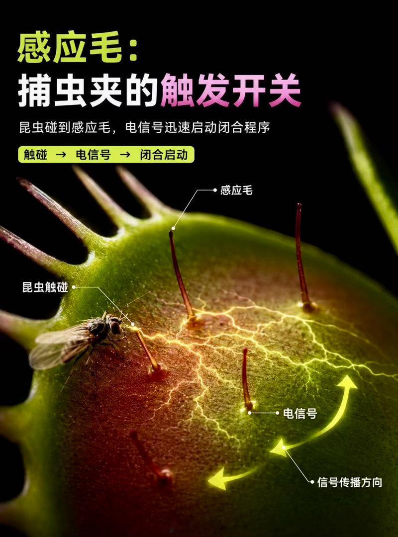 捕蝇草能在0.1秒内闭合叶片捕虫，连达尔文都称它为“世界上最奇妙的植物”。这个百