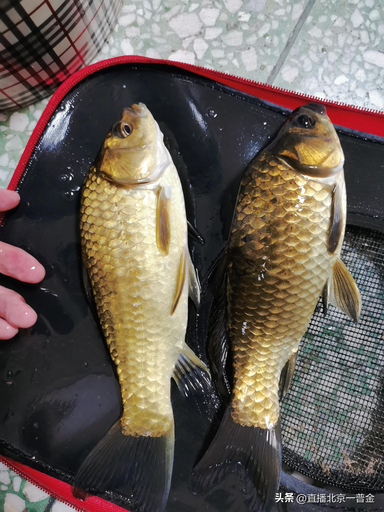 豫南休假垂钓，慢下来享受生活
 
忙忙碌碌日子久了，总想着停下来喘口气。
趁着休