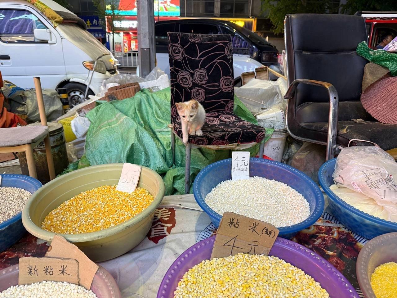 老板你这哈基米怎么卖 ​​​