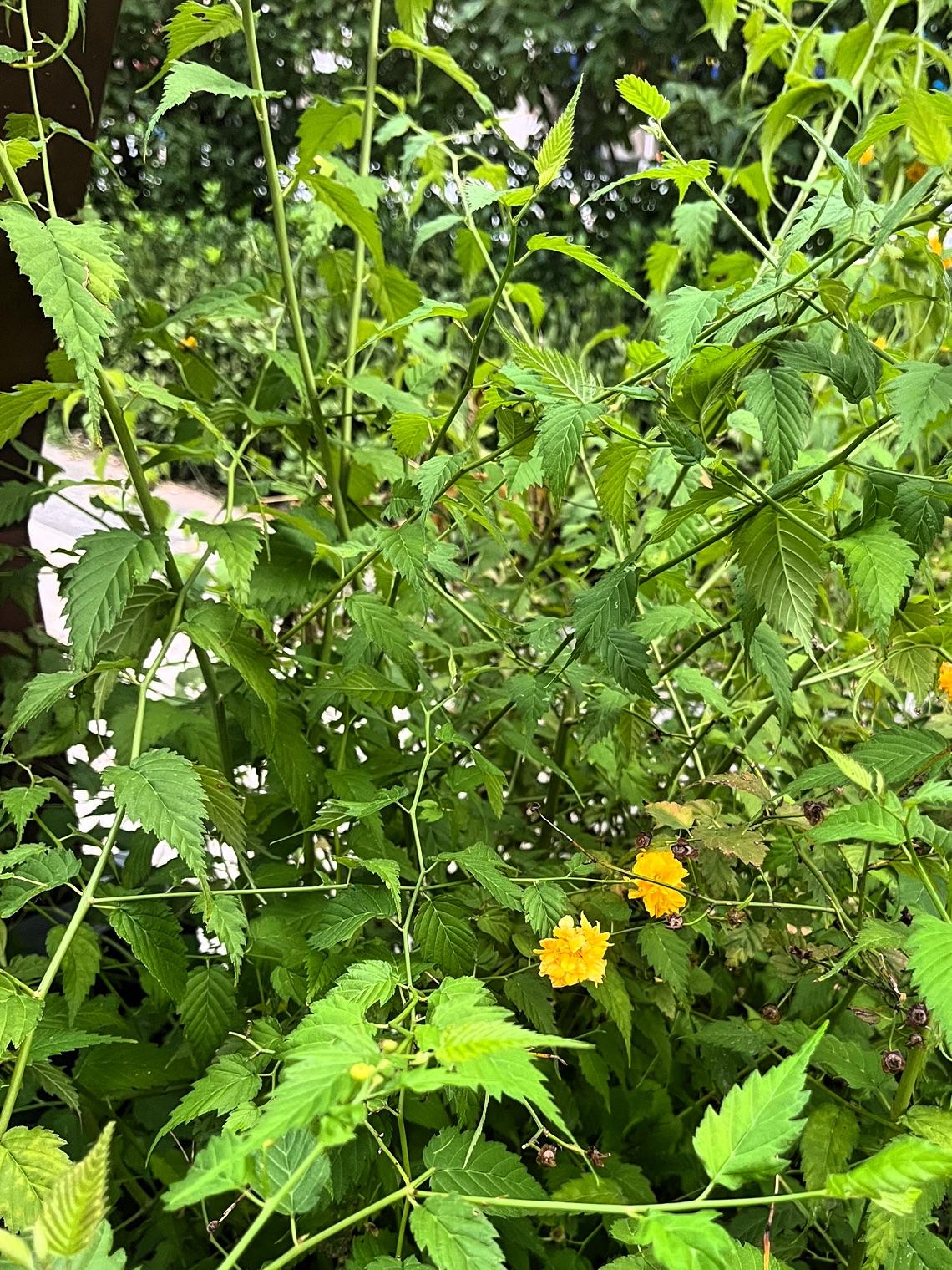今天是8月4日，晨光照进窗台，叽喳的鸟叫把我唤醒，站在阳台观看，给跪步的依然在跪