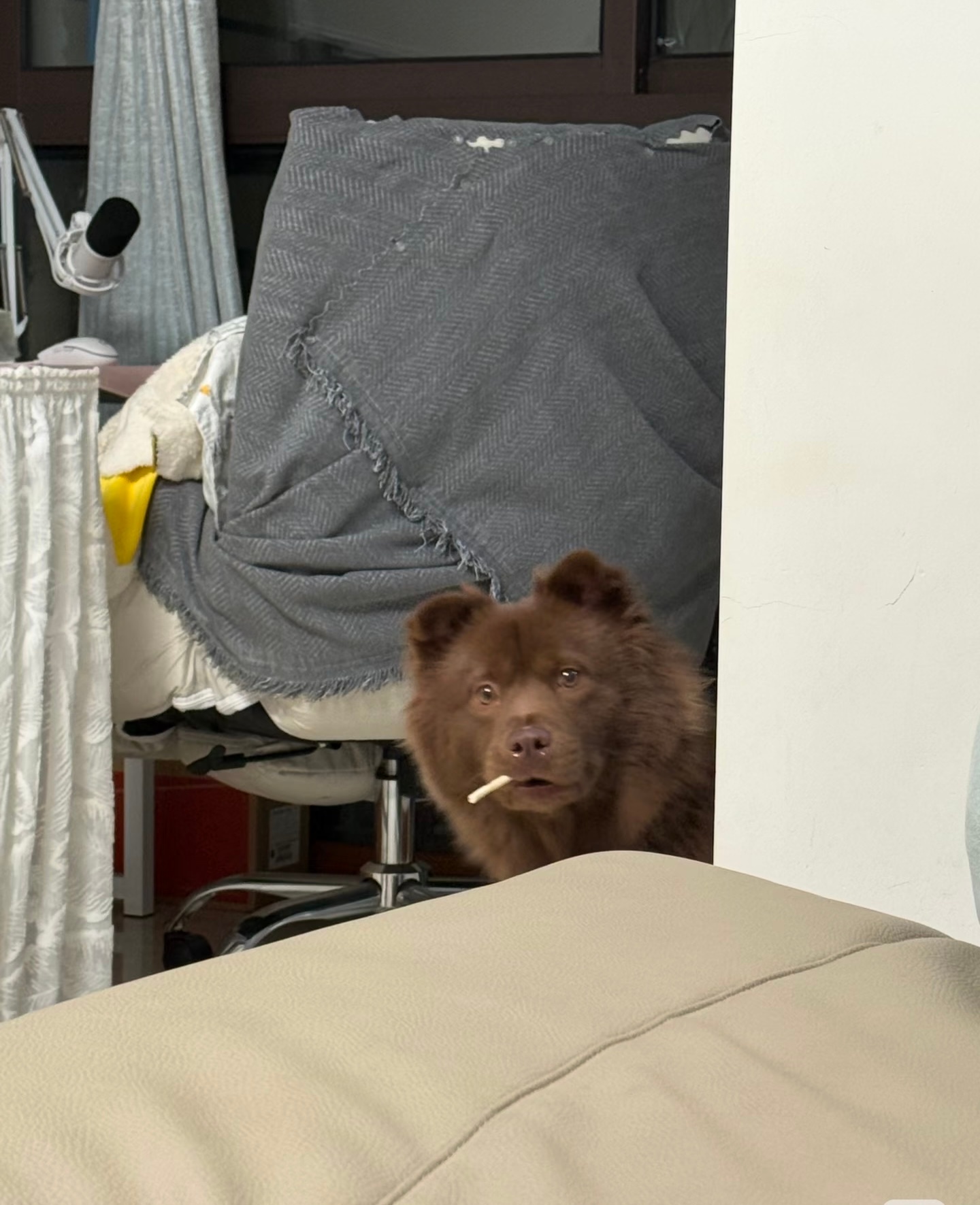 私底下烟酒都来的小狗 