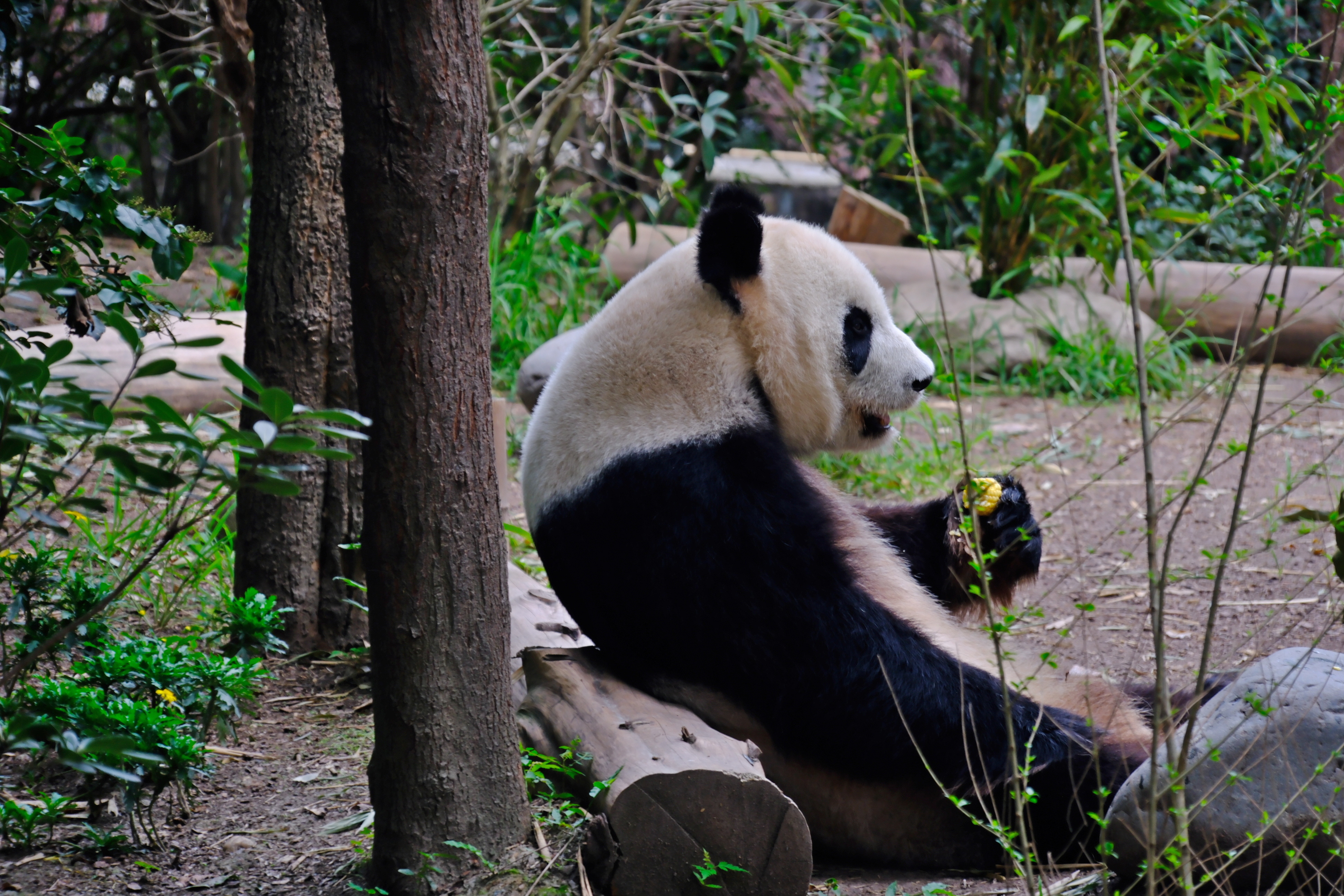 赶早去熊猫基地，熊猫们都在吃早餐，啃竹子还会撕皮，吃得嘎奔脆的。太可爱了。美兰喜