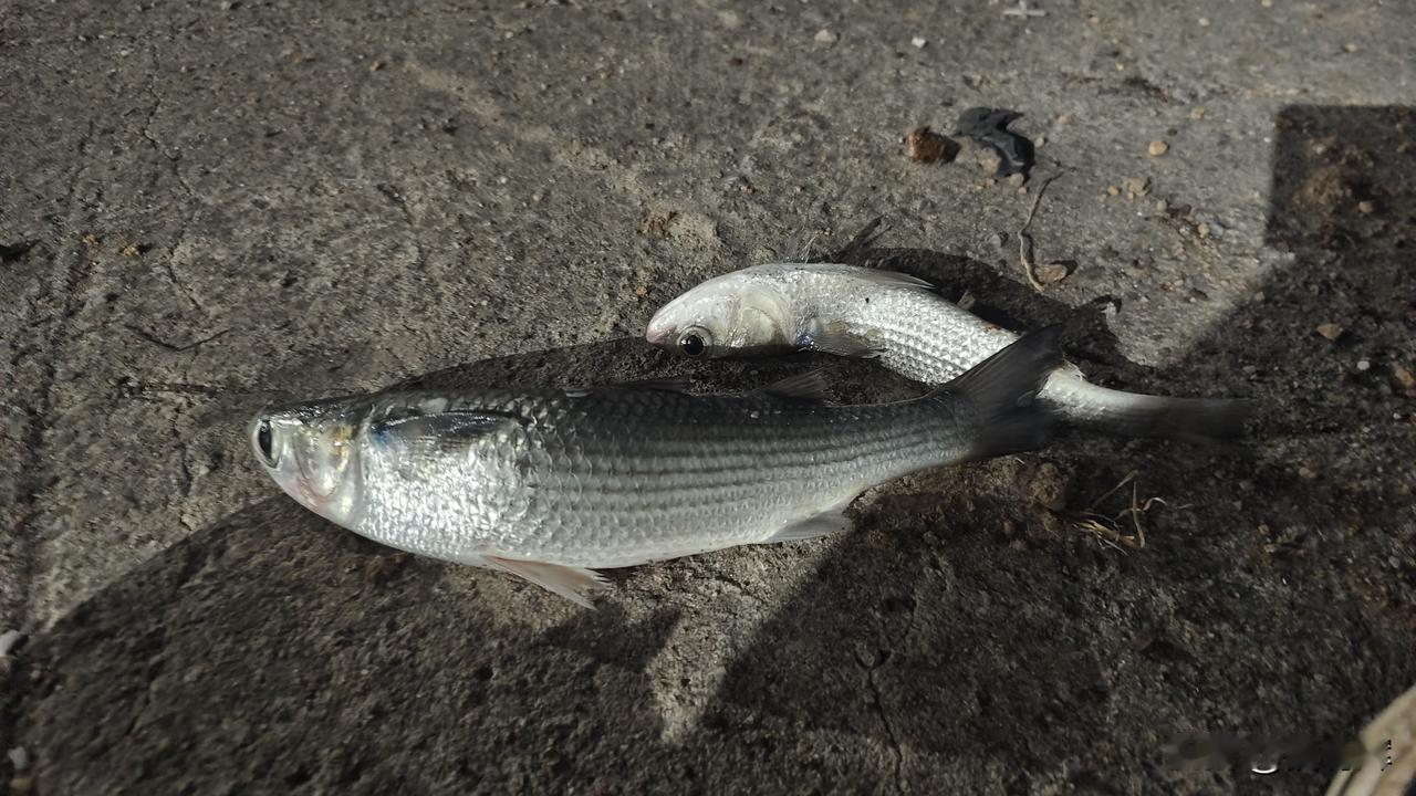 离开市区在出海口的河在河边靠边放网，啥也没有，那鱼看到掉头就走。后来看到当地小哥