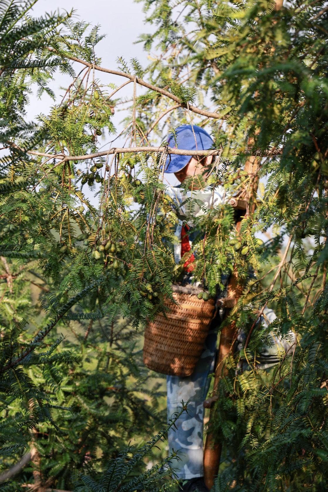 诸暨的香榧成熟了

在浙江省诸暨生长着一片古老的香榧树群，是全球重要农业文化遗产
