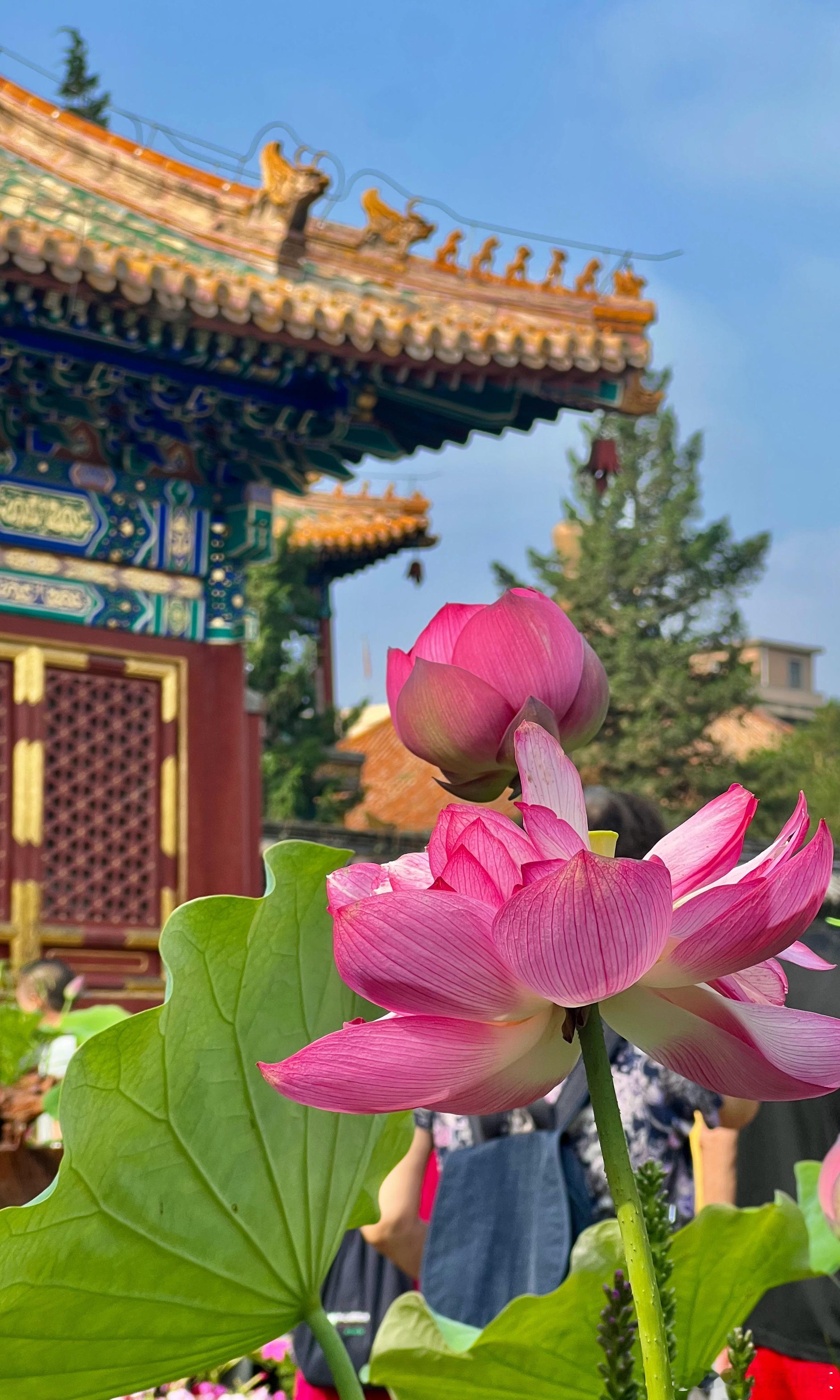 北海公园 阐福寺 荷花开摄影
