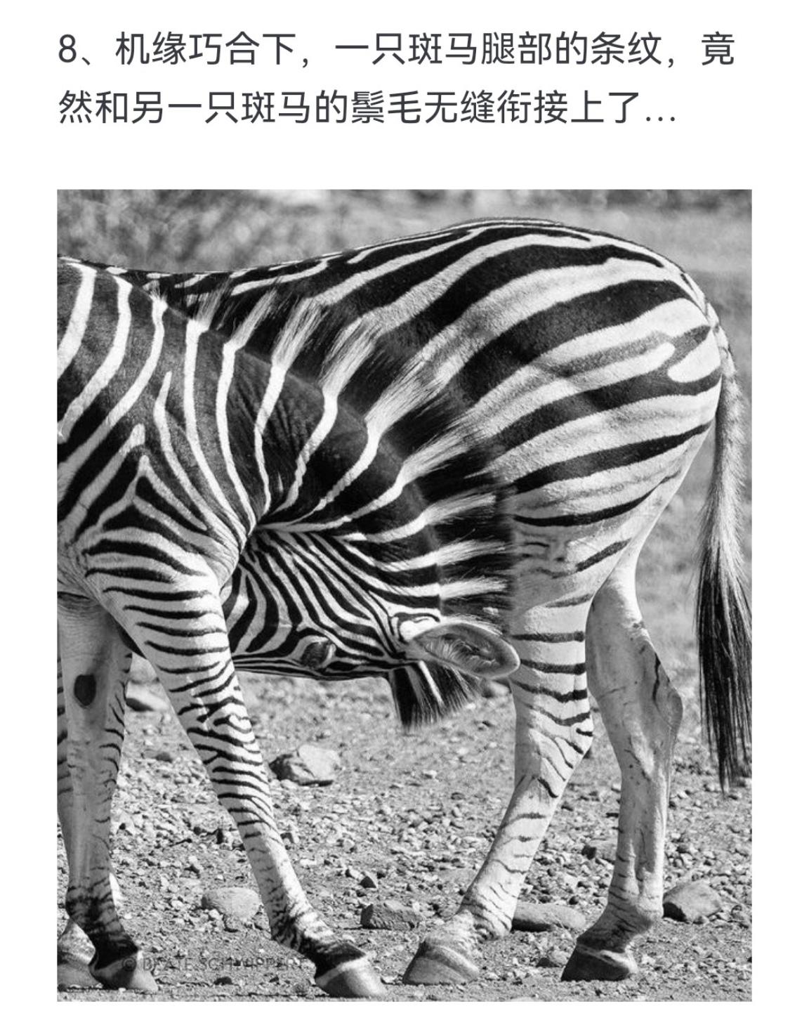 机缘巧合下，一只斑马腿部的条纹，竟然和另一只斑马的鬃毛无缝衔接上了