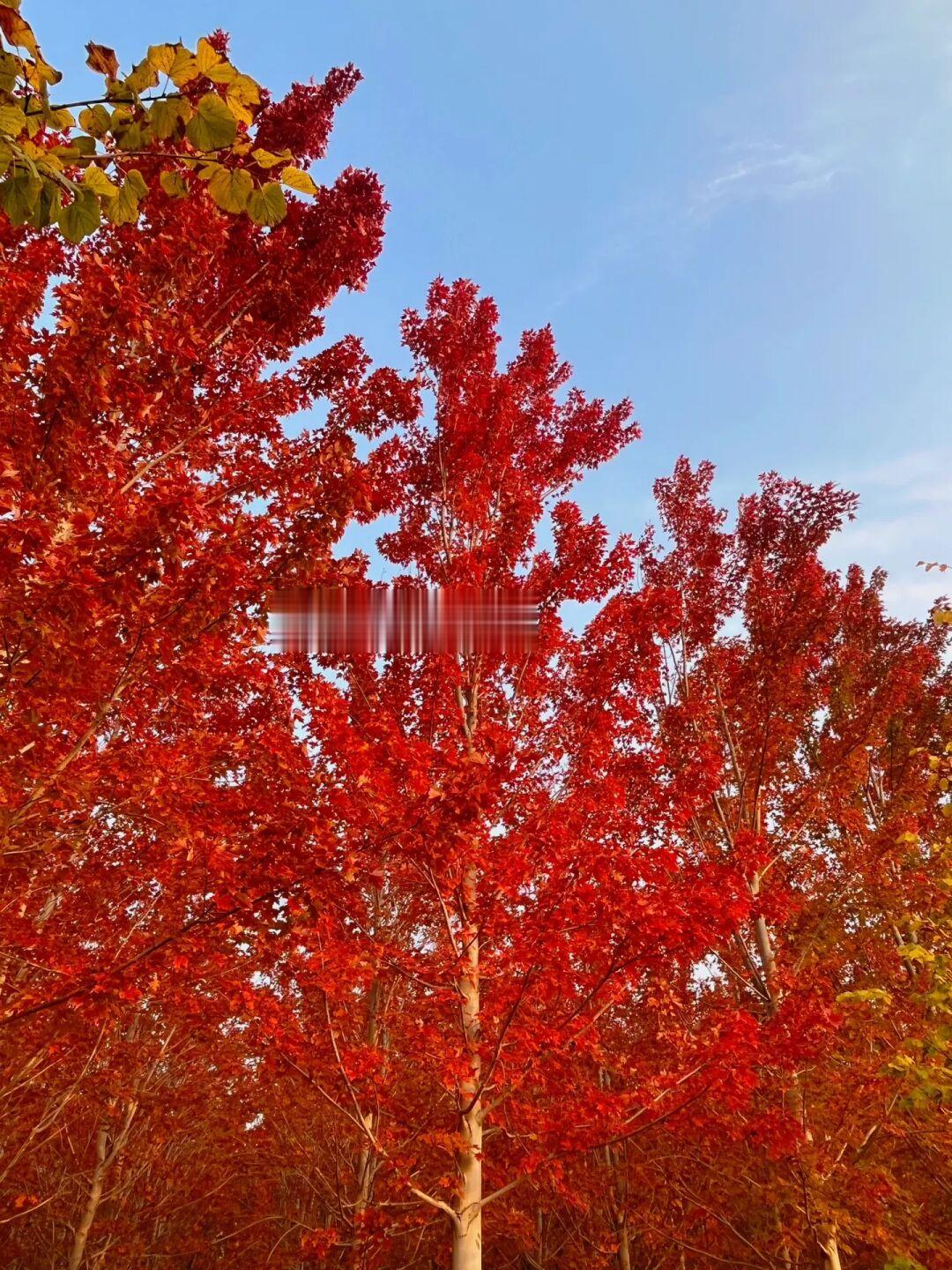10.11天哪‼️北京第一片红枫林美哭了🍁快冲