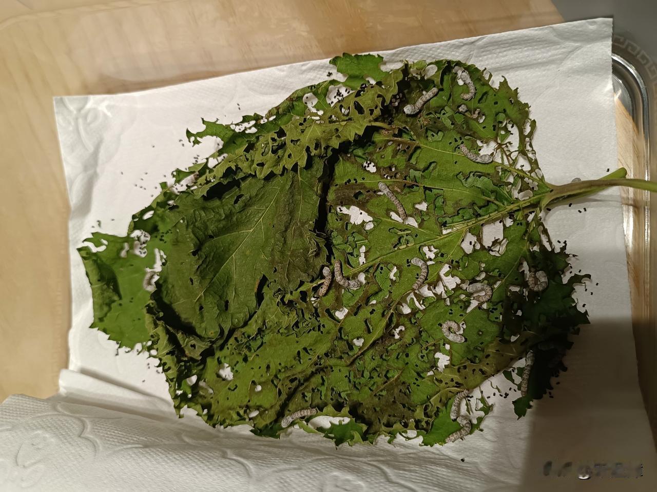 史弥远擅权：从 “矫诏立帝” 到 “三凶乱政”
史弥远诛杀韩侂胄后，权势更盛。皇