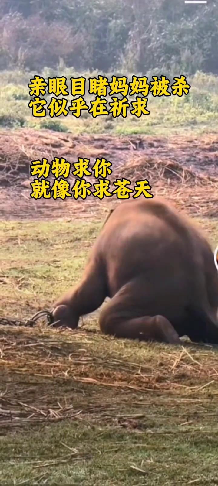 亲眼目睹妈妈被杀，它似乎在祈求动物求你，就像你求苍天。这被铁链困住的是无望的一生